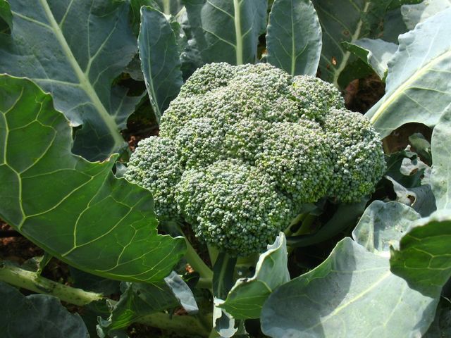 บร็อคโคลี่ broccoli