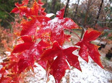 Acer Truncatum Chinese Shantung Maple Tree Purple Blow Painted