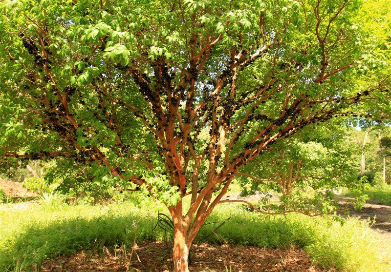 ต้นองุ่นบราซิล