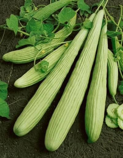 Cucumber seed Armenian Organic