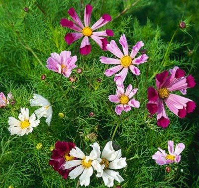 16500 เมล็ด 100 กรัม Cosmos bipinnatus Seashells Sea Shells Flower