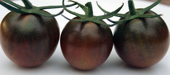Lycopersicon esculentum convar.Brown Black Cherry Small Tomato
