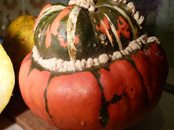 BISCHOFSMUTZE turks turban gourd