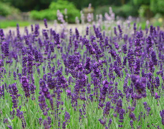 Lavender Lavandula angustifolia spica Blue Purple Garden Flower Herbs