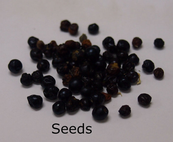 100 กรัม Belamcanda chinensis Lily Leopard Flower