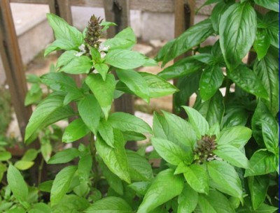 Sweet Holy Basil Ocimum Basilicum Tulsi White