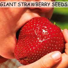 Giant strawberry ชุดใหญ่ 500 เมล็ด