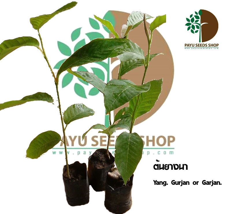 ต้นยางนา 100 ต้น รวมค่าส่งแล้ว