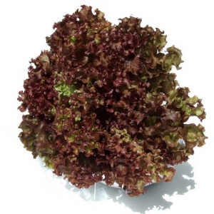 ผักสลัดเรดโครอล red coral lettuce