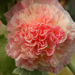 Althaea Alcea rosea Hollyhock Mixed color