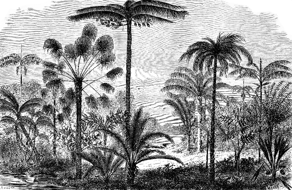 วอลเปเปอร์ภาพป่าเขตร้อน Tropical (สั่งผลิต)
