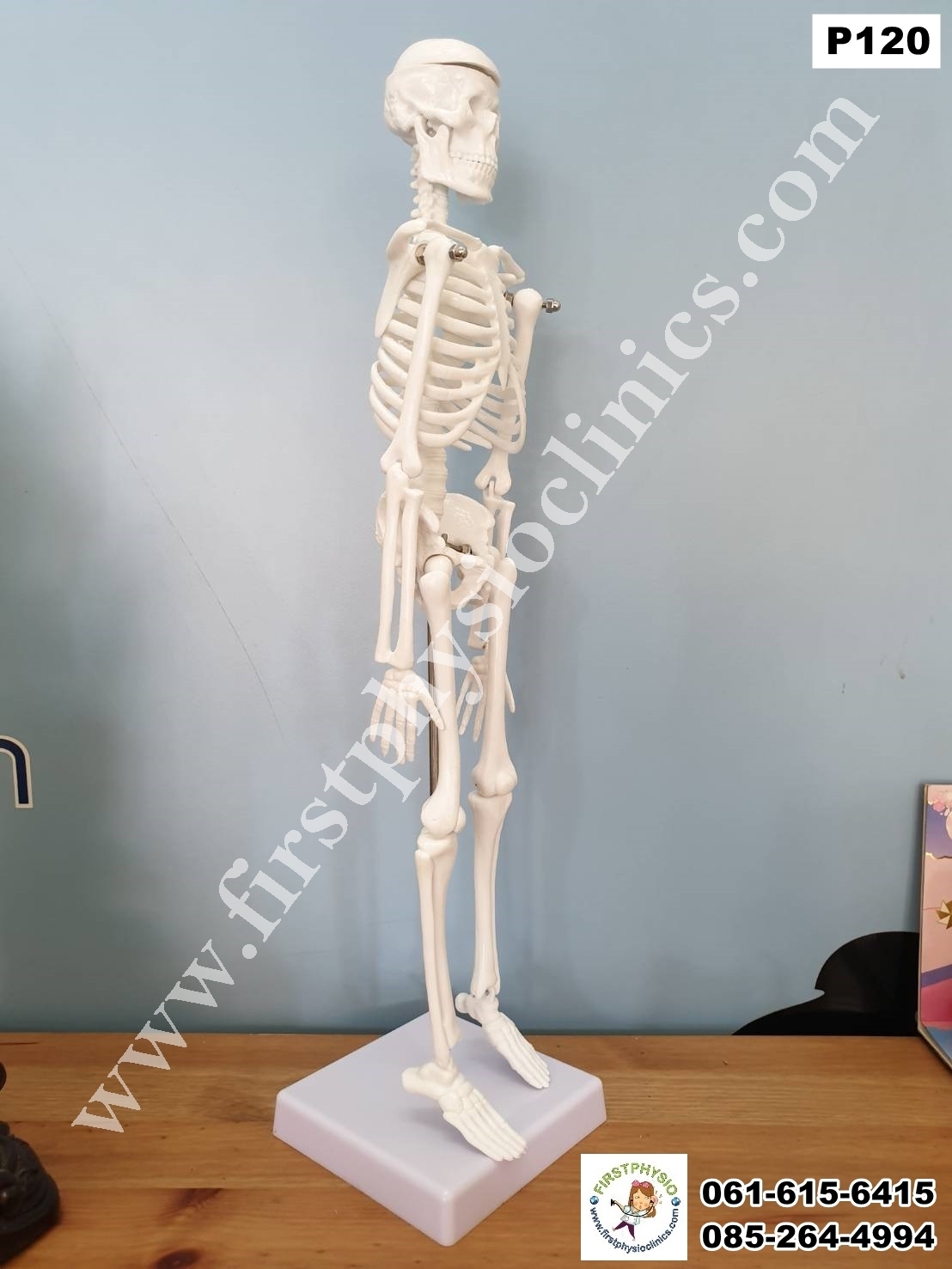 โครงกระดูกจำลอง / หุ่นจำลองโครงกระดูก