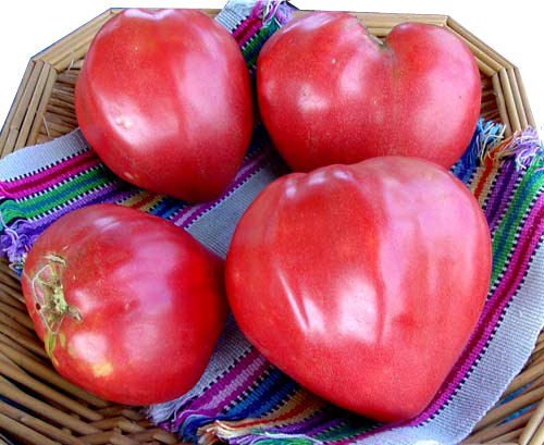Tomato OXHEART heirloom seeds