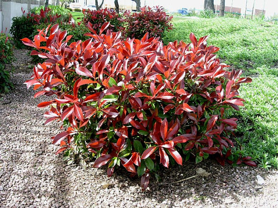 Photinia fraseri frasery serrulata Red tipluohu Flower