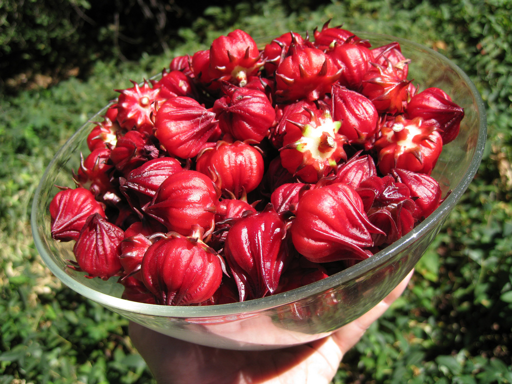 กระเจี้ยบแดง Roselle