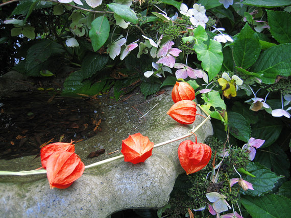 Physalis Chinese Lanterns Winter cherry Husk tomato Orange Gooseberries Ground cherries