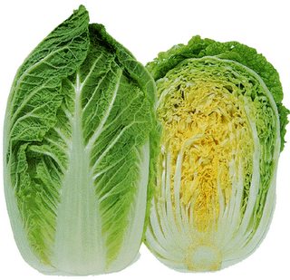 ผักกาดขาวใหญ่ Chinese Cabbage