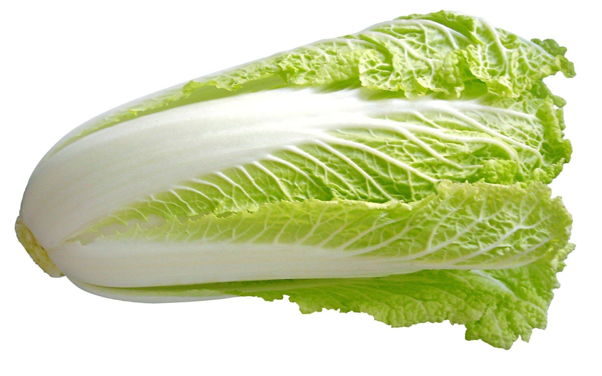 ผักกาดขาว Chinese Cabbage
