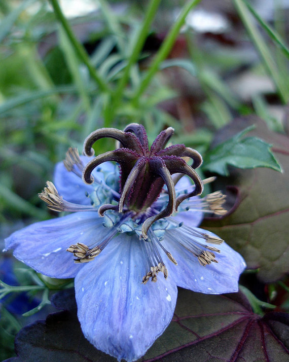 100 กรัม 35700 เมล็ด Nigella Black Cumin Fennel Love in a mist Flower Mixed