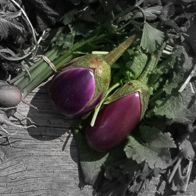 มะเขือไข่เต่าม่วง purple eggplant
