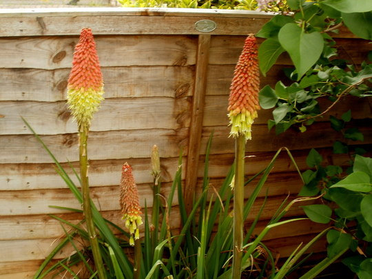 Kniphofia Torch Lily Red Hot Poker Tritoma