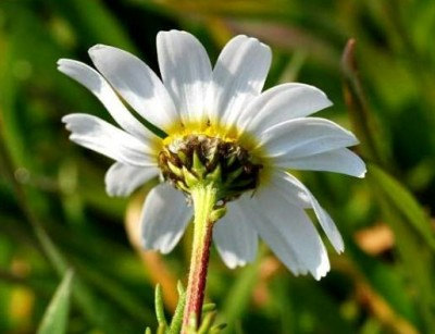 Chamomile Chamaemelum Garden Apple Anthemis nobilis Flower