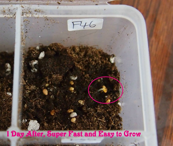 Blueberry Seeds(50) เมล็ดบูลเบอร์รี่ 50 เมล็ด