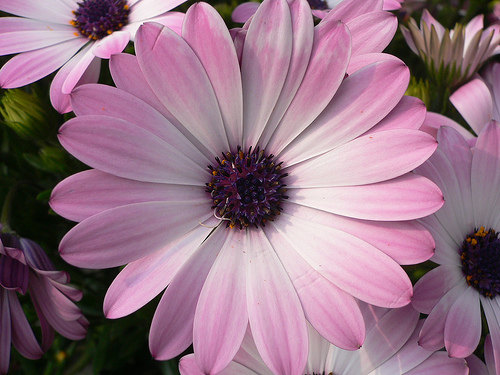 Dimorphotheca Sinuata African Daisy Purple Pink Gold Yellow Red Mixed Colors Garden Flower