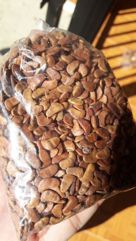 ประดู่ป่า เมล็ดละ 1 บาท
