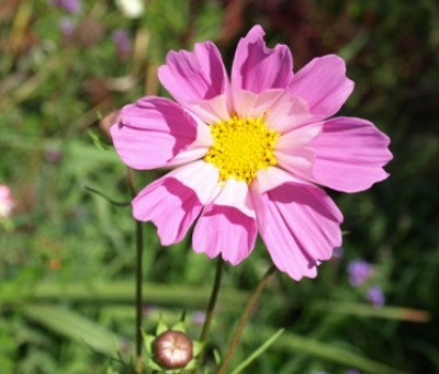 16500 เมล็ด 100 กรัม Cosmos bipinnatus Seashells Sea Shells Flower
