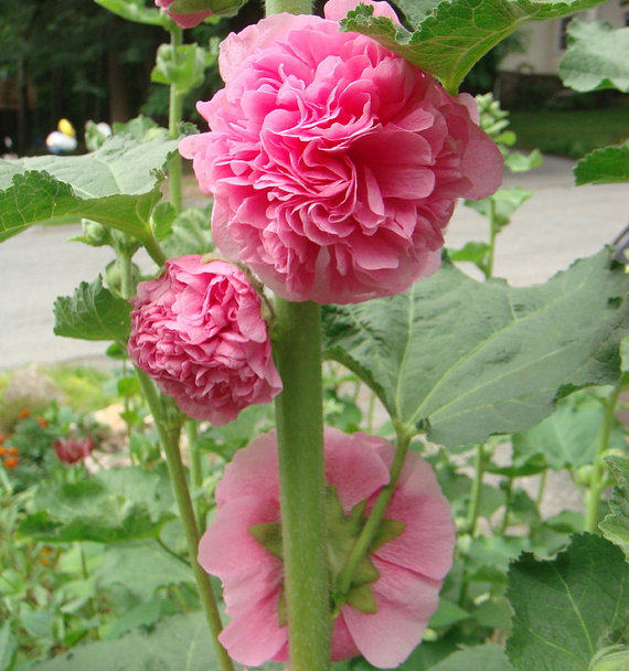 Althaea Marsh Mallow Hollyhock Mallards Flower