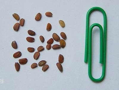 IBeris Gibralterica Snowflake Annual Rocket Candytuft Garden Flower