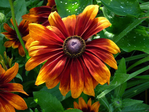 166000 เมล็ด 100 กรัม Rudbeckia Yellow Golden flower Black Eyed Susan