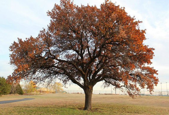 Oak Tree Seeds Bonsai Seeds Quercus Alba Acorns