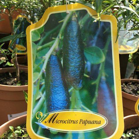 ต้นมะนาวนิ้วมือ (Finger Lime) เลือกสายพันธุ์ได้