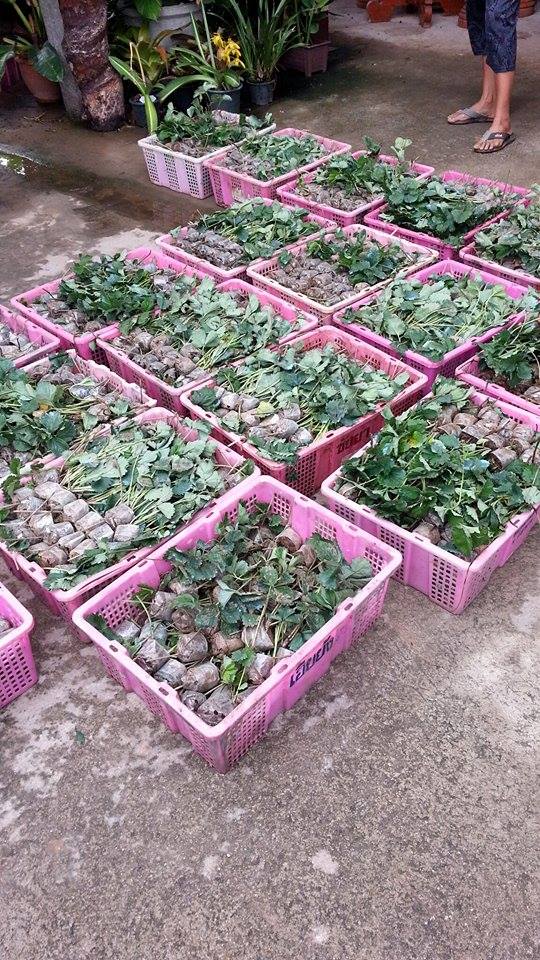 ต้นสตอเบอร์รี่พันธุ์พระราชทาน 80