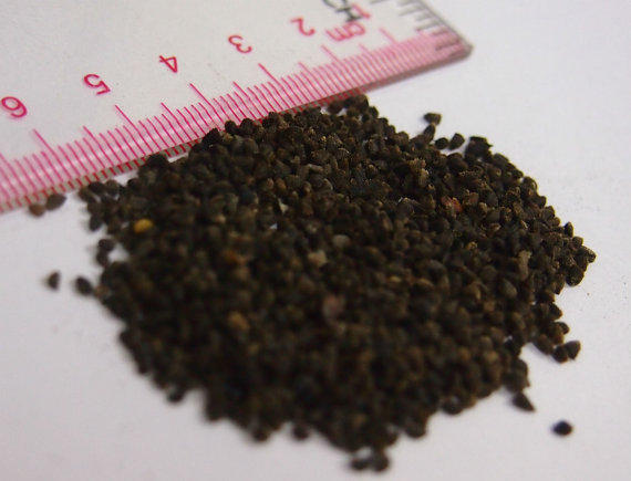 60000 เมล็ด 100 กรัม Consolida Orientalis Larkspur Knight's Spur Delphinium