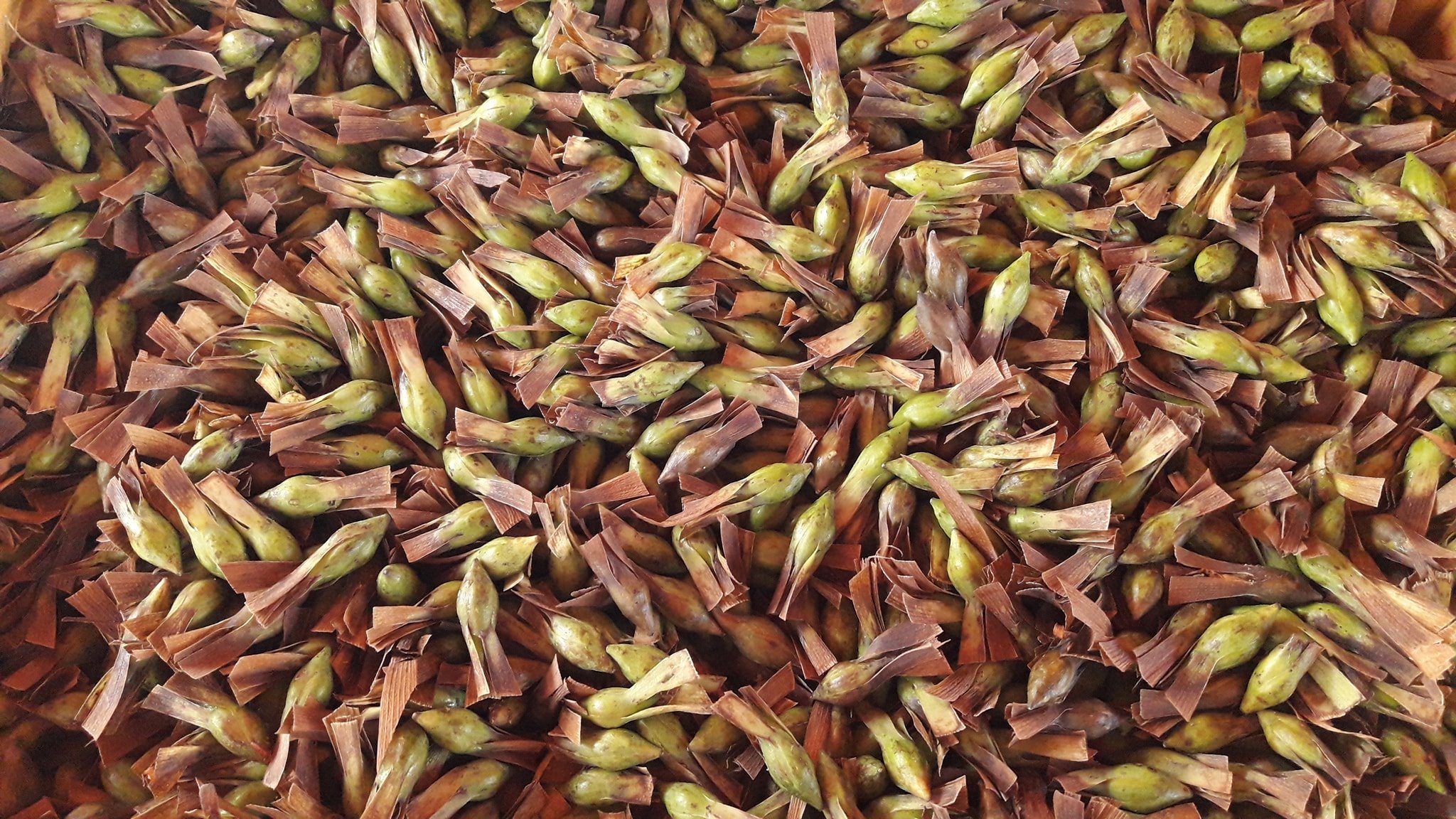 พยอม เมล็ด 1 บาท