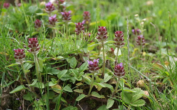 Self Heal Prunella Mix Herb common selfheal fruit-spike Garden Blue Purple