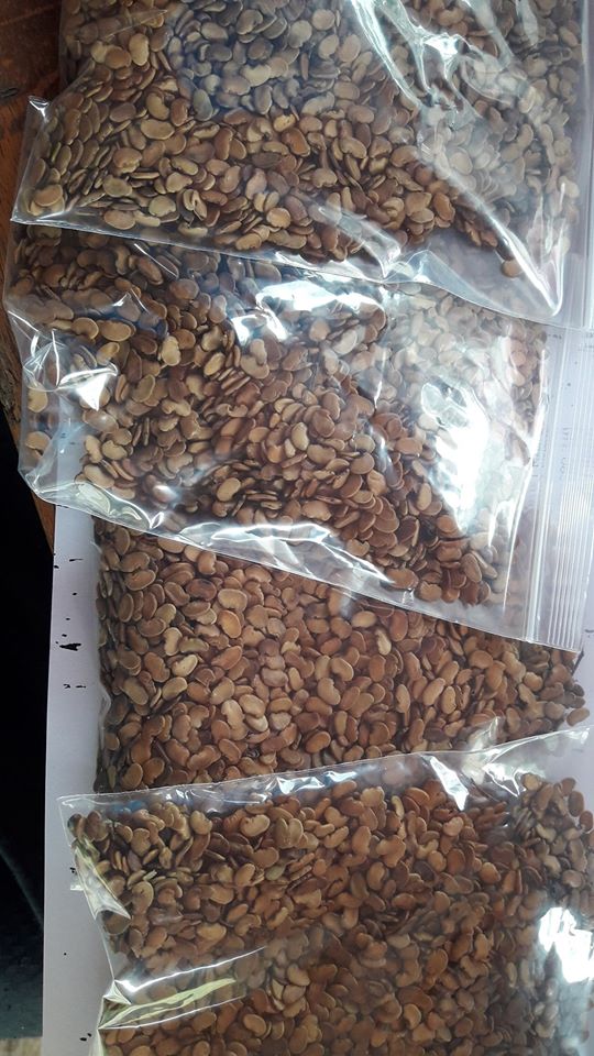 ประดู่ป่า กิโลกรัมละ 4500 บาท