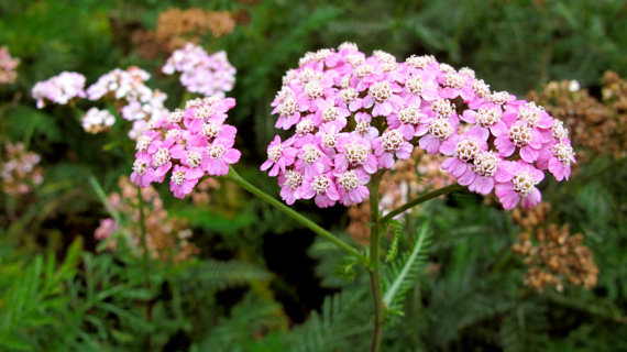 Achillea millefolium Yarrow Sneezewort Paprika mix Flower Bulk Seeds