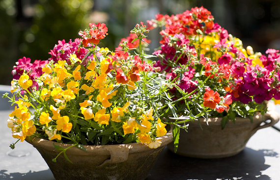 Nemesia Carnival Mix Strumosa Garden Flower Mixed Colors
