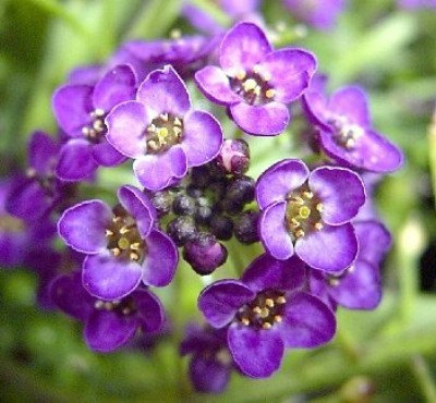 333000 เมล็ด 100 กรัม Lobularia Carpet of Snow Sweet Alyssum Snowdrift Purple