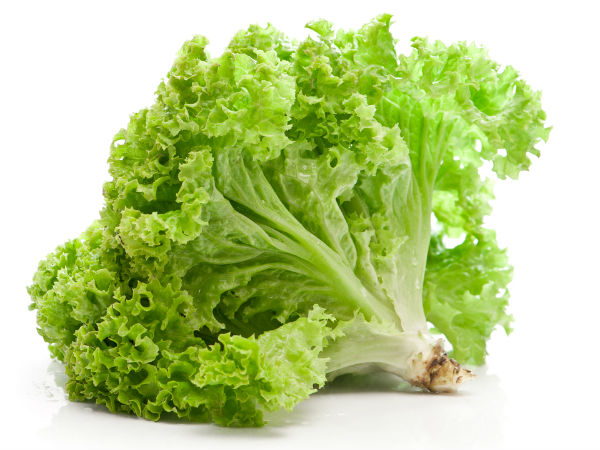 ผักสลัด/ผักกาดหอม Lactuca sativa