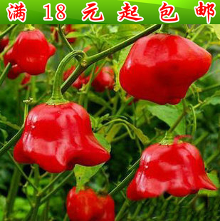 Wind Bell ornamental pepper seed เมล็ดพริกประดับ 10 เมล็ด