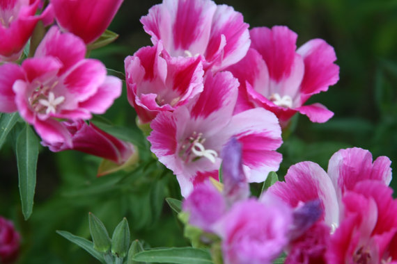 Redspot Clarkia Farewell to spring pink mixed Bulk Flower
