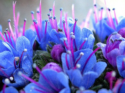 Echium Vipers Flower(50) เมล็ดดอก Echium Vipers 50 เมล็ด