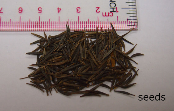 17000 เมล็ด 100 กรัม Garden Cosmos bipinnatus Cosmea Wild Mexican Aster Flower