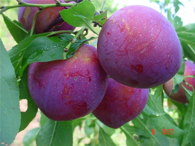 ต้นพลัม Plum (เสียบยอด)
