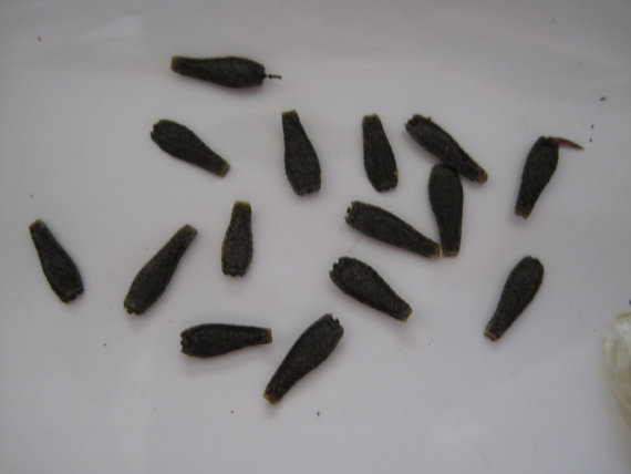 10300 เมล็ด 100 กรัม Mini Dahlia Pinnata tiptoes Pure White Mignon Flower Bulk